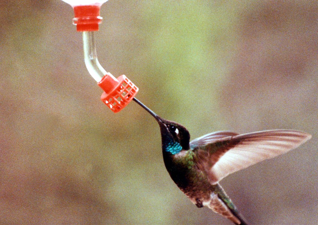 Hummingbird, Magnificant 1, def B01P45I05.jpg - Magnificant Hummingbird